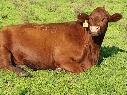 דרך ארץ טיולי ג'יפים